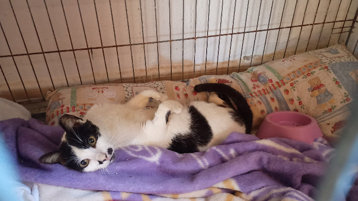 Adoption Pili et hilo