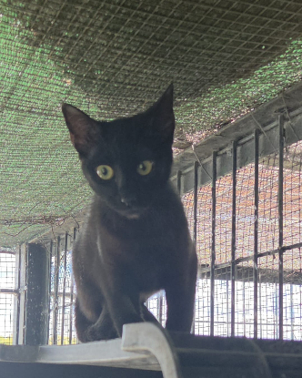 Adopter Onix