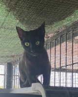 Adopter  chat : Onix