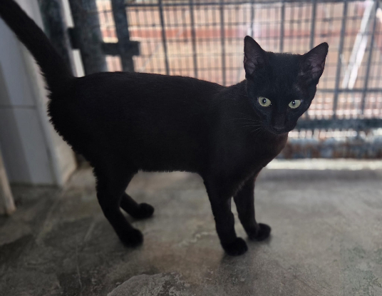 Adopter Onix