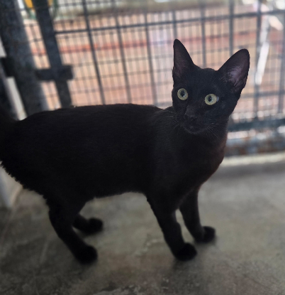 Adopter Onix