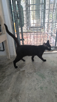 Adoption Onix