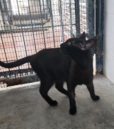 Adoption Onix