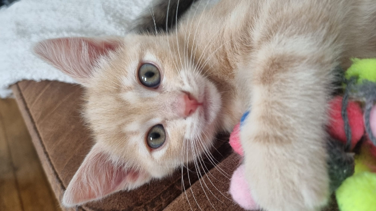 Adopter Roxane