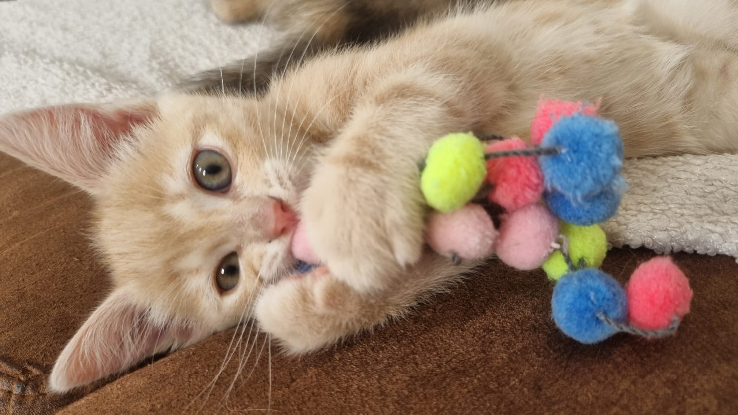 Adopter Roxane