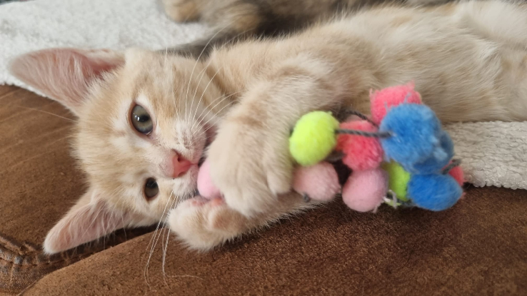 Adoption Roxane