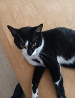 Adopter  chat : Bouty