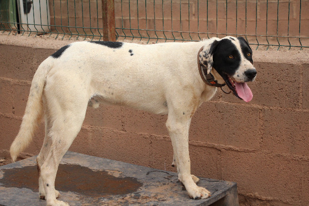 Adopter Radiante