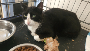 Adopter  chat : Ninja