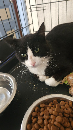 Adopter Ninja