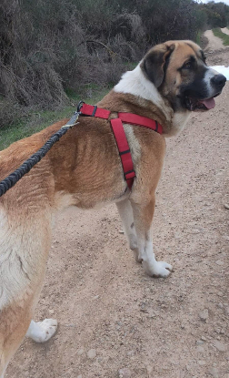Adopter Ruso