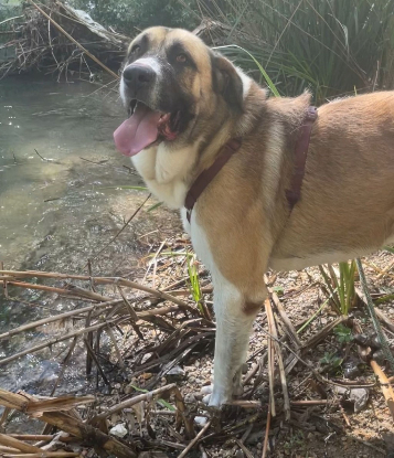 Adopter Ruso