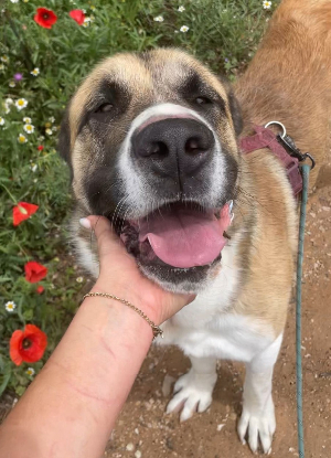 Adoption Ruso