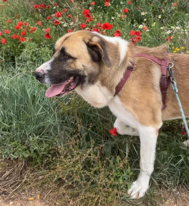 Adoption Ruso