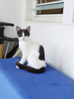 Adopter  chat : Kira
