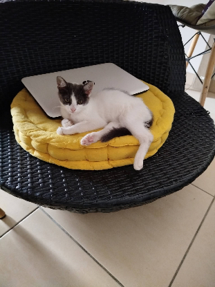 Adopter Kira