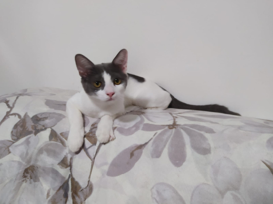 Adopter Kira