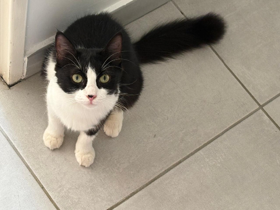 Adopter Biscotte