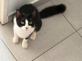 Adopter  chat : Biscotte