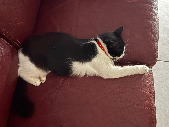 Adopter Biscotte