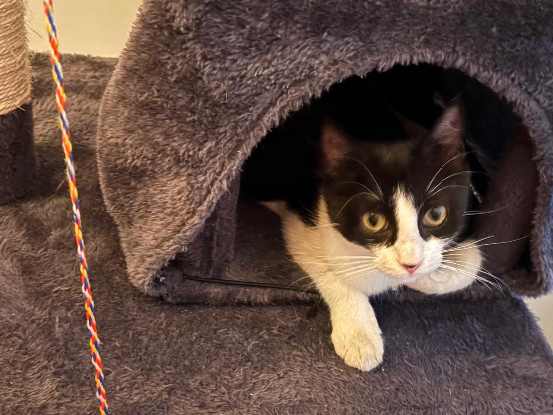 Adopter Biscotte