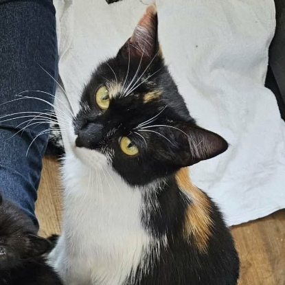 Adopter Freya