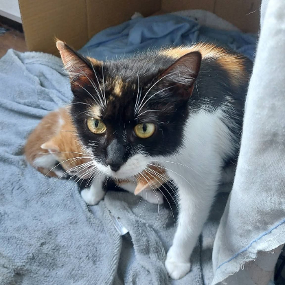 Adopter Freya