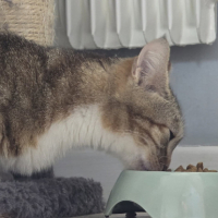 Adopter  chat : Vicky