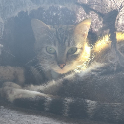 Adopter Vicky