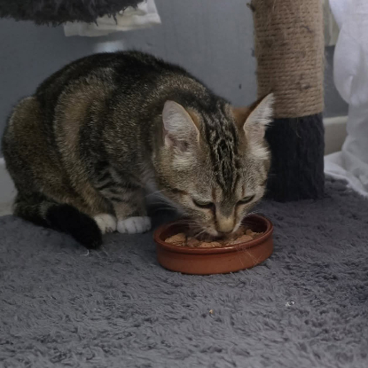 Adopter Vicky