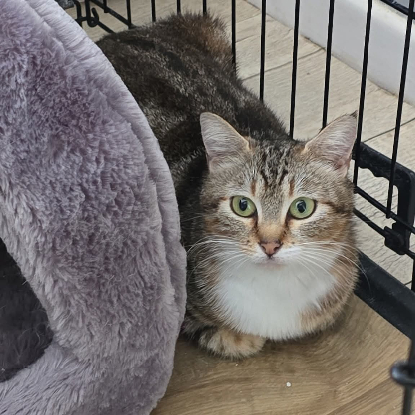 Adoption Vicky