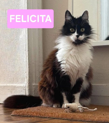 Adopter Félicita