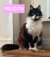 Adopter  chat : Félicita