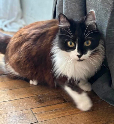 Adopter Félicita