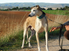 Adopter  chien : Cheri