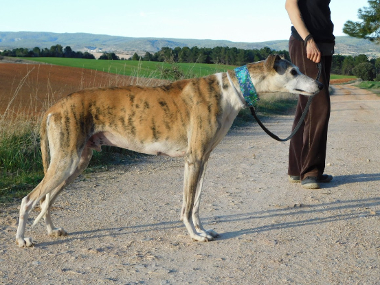 Adopter Cheri
