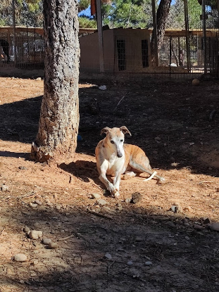 Adopter Cheri