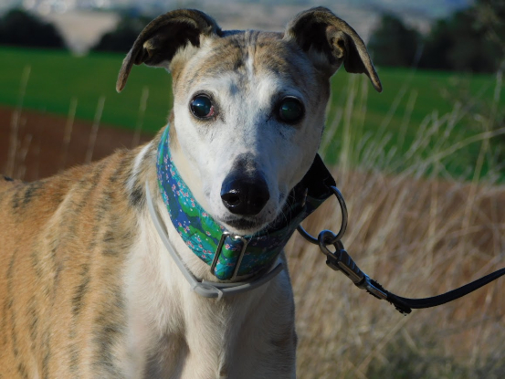 Adoption Cheri