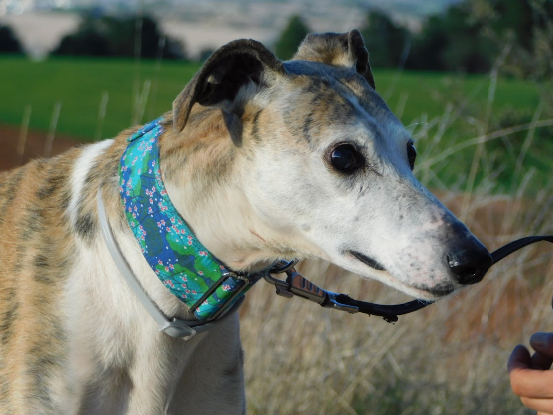 Adoption Cheri