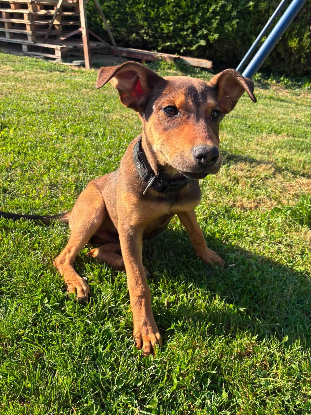 Adopter Besty