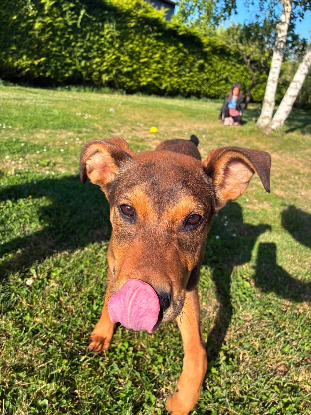 Adopter Besty
