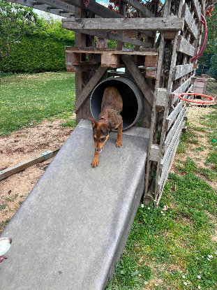 Adoption Besty