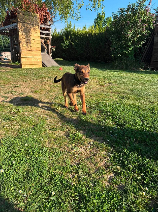 Adoption Besty