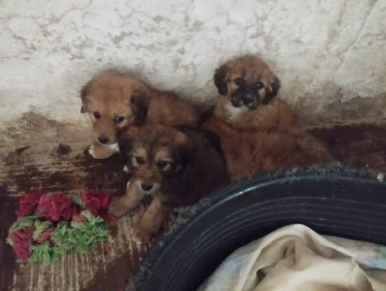 Adopter Jade melysa dafne