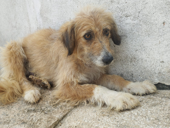 Adopter Jade melysa dafne