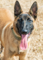 Adopter  chien : Tara