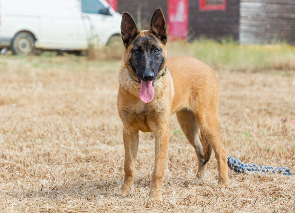 Adopter Tara