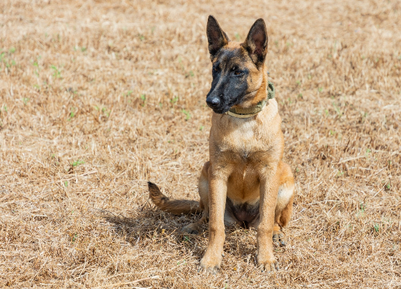 Adoption Tara