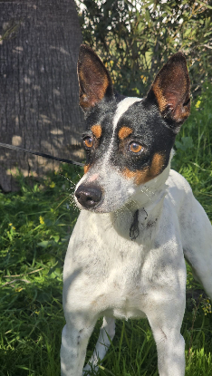 Adopter Jaro