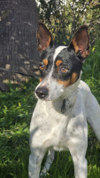 Adopter  chien : Jaro